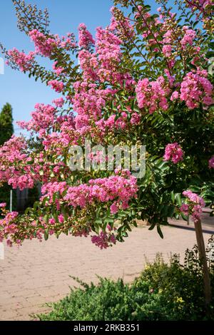 Lagerstroemia indica in der Blüte. Schöne rosa Blumen auf Сrape myrtenbaum auf verschwommenem blauem Himmelshintergrund. Selektiver Fokus. Stockfoto