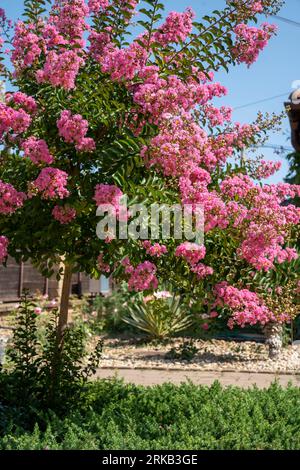 Lagerstroemia indica in der Blüte. Schöne rosa Blumen auf Сrape myrtenbaum auf verschwommenem blauem Himmelshintergrund. Selektiver Fokus. Stockfoto