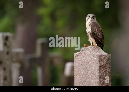 Bussard auf dem Grabstein auf dem Friedhof Stockfoto