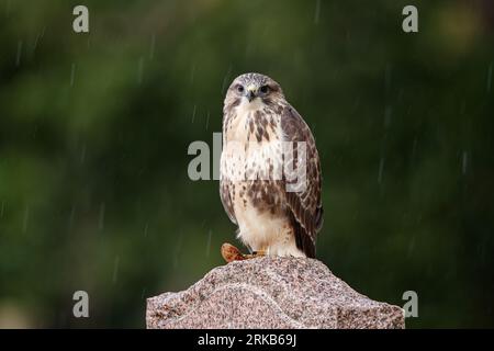 Bussard auf dem Grabstein auf dem Friedhof Stockfoto