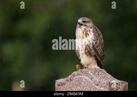 Bussard auf dem Grabstein auf dem Friedhof Stockfoto