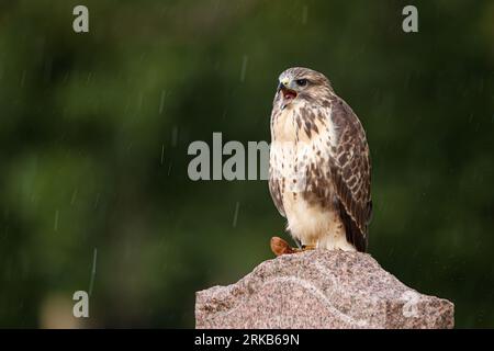 Bussard auf dem Grabstein auf dem Friedhof Stockfoto