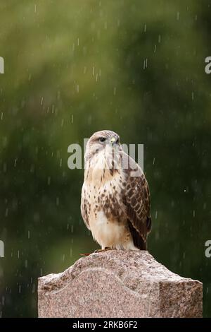 Bussard auf dem Grabstein auf dem Friedhof Stockfoto