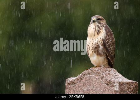 Bussard auf dem Grabstein auf dem Friedhof Stockfoto