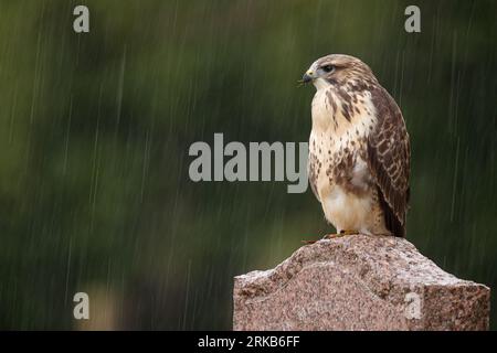 Bussard auf dem Grabstein auf dem Friedhof Stockfoto