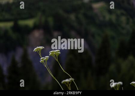 Eine idyllische Landschaft mit einer leuchtend grünen Wiese in Georgien, gespickt mit zarten Wildblumen Stockfoto
