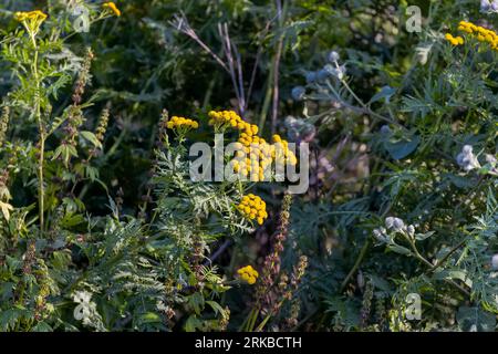 Ansy (Tanacetum vulgare), auch bekannt als „Tansy“, „Golden Buttons“, „Bitter Buttons“ oder „Cow Bitter“. In einigen Bereichen ist es invasiv geworden. Stockfoto