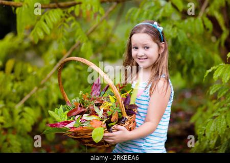 Kind pflückt bunte Herbstblätter im Korb. Kind, das draußen mit Baumblättern spielt. Kinder spielen bei warmem Herbstregen. Stockfoto