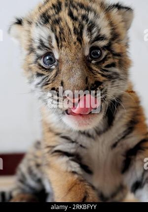 Bildnummer: 54553360  Datum: 21.10.2010  Copyright: imago/Xinhua (101021) -- LUOYANG, Oct. 21, 2010 (Xinhua) -- A South China tiger Huahua , which was born in last April, is seen in the Wangcheng zoo in Luoyang, central China s Henan Province (file photo taken on May 17, 2009). Huahua s mother Niuniu , has miraculously given birth to a total of seven tigers since 2009. The three cubs Niuniu just gave birth to this August were shown up to public for the first time on Thursday. (Xinhua/Gao Shanyue) (zn)  CHINA-HENAN-LUOYANG-SOUTH CHINA TIGER-FERTILITY (CN) PUBLICATIONxNOTxINxCHN Gesellschaft Tie Stockfoto