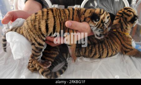 Bildnummer: 54553365  Datum: 21.10.2010  Copyright: imago/Xinhua (101021) -- LUOYANG, Oct. 21, 2010 (Xinhua) -- A zoo worker massages for the newly born South China tigers in the Wangcheng zoo in Luoyang, central China s Henan Province (file photo taken on May 1, 2009). Their mother Niuniu , has miraculously given birth to a total of seven tigers since 2009. The three cubs Niuniu just gave birth to this August were shown up to public for the first time on Thursday. (Xinhua/Gao Shanyue) (zn)  CHINA-HENAN-LUOYANG-SOUTH CHINA TIGER-FERTILITY (CN) PUBLICATIONxNOTxINxCHN Gesellschaft Tiere NAchwuch Stockfoto