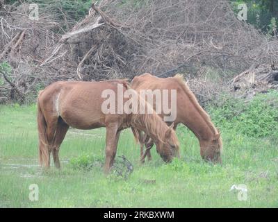 Wilde Pferde und Esel in Mannar, Sri Lanka. Besuchen Sie Sri Lanka. Stockfoto