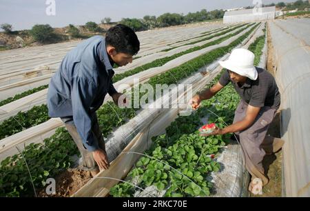 Bildnummer: 54682911  Datum: 28.11.2010  Copyright: imago/Xinhua GAZA, Nov. 28, 2010 (Xinhua) -- Palestinian farmers harvest strawberries at a farm in the Northern Gaza Strip town of Beit Lahia on Nov. 28, 2010. Two trucks, carrying flowers and strawberries, left the Gaza Strip Sunday towards Israel, en route to the Netherlands as the first limited export from the besieged territory, an official said. (Xinhua/Yasser Qudih)(yc) MIDEAST-GAZA-EXPORT PUBLICATIONxNOTxINxCHN Gesellschaft Arbeitswelten Fotostory Erdbeeren Wirtschaft Fotostory Ernte Landwirtschaft kbdig xdp 2010 quer o0 Erntehelfer Stock Photo