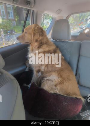 Golden Retriever sitzt auf dem Rücksitz eines Autos. Stockfoto
