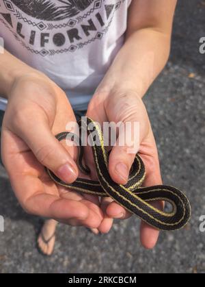 Schwarz-gelb gestreifte Schlange in der Hand eines Kindes, kanada Stockfoto