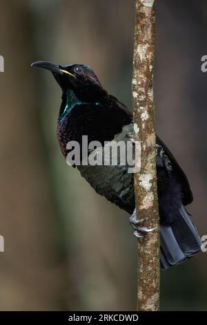 Ein prächtiges männliches Victoria's Riflebird steht vertikal auf einem dünnen kleinen Regenwald, der nach Nahrung sucht. Stockfoto