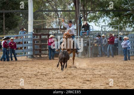 Ein Cowgirl wirbelt ihre lassoo, während sie beim individuellen Breakaway-Roping-Event beim Mareeba Rodeo 2023 das Kalb hinunterreitet. Stockfoto