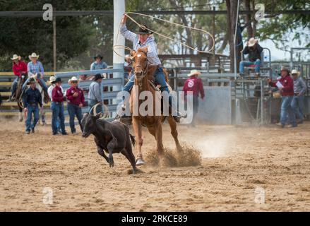 Ein Cowgirl wirbelt ihre lassoo, während sie beim individuellen Breakaway-Roping-Event beim Mareeba Rodeo 2023 das Kalb hinunterreitet. Stockfoto