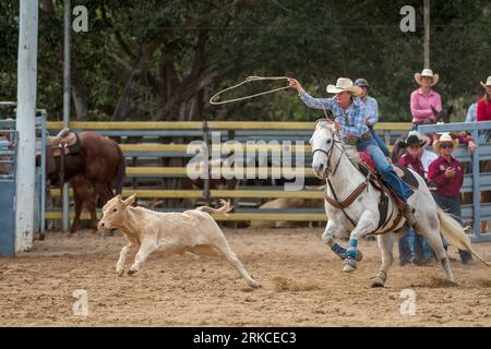 Ein Cowgirl wirbelt ihre lassoo, während sie beim individuellen Breakaway-Roping-Event beim Mareeba Rodeo 2023 das Kalb hinunterreitet. Stockfoto