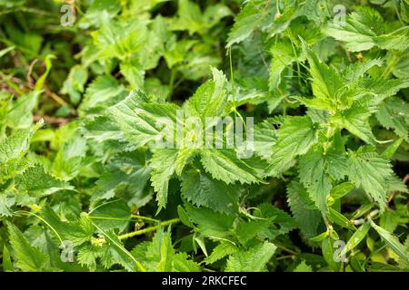 A common outdoor nettle bush - Urtica Stock Photo