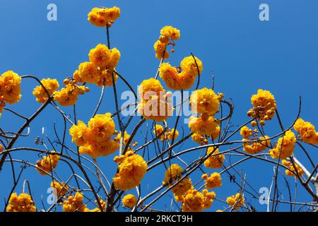 Schöne gelbe Blumen cochlospermum regium oder Supanniga Blume auf blauem Himmel Hintergrund in Nordthailand. Stockfoto