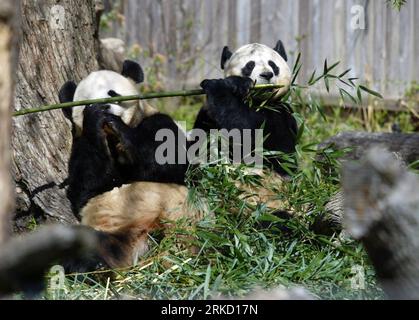 Bildnummer: 54838632  Datum: 06.04.2004  Copyright: imago/Xinhua (110121) -- BEIJING, Jan. 21,  (Xinhua) -- This file photo taken on April 6, 2004 shows giant pandas, Mei Xiang and Tian Tian at the National Zoo in Washington D.C., the United States. Officials from China and the United States on Thursday signed a new agreement to support panda breeding, research and conservation efforts by the two countries, an exciting news for numerous American fans of the cute animals. Under the agreement, a pair of giant pandas, Mei Xiang and Tian Tian, will remain at the National Zoo in Washington D.C. for Stock Photo