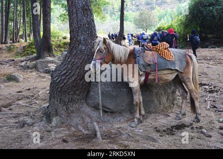 Ein einsames Pferd neigt sich am Fuße des Weges, der den Berg hinauf zum Tigernestkloster (Taktsang) bei Paro, Bhutan führt, an einen Felsbrocken Stockfoto