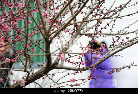 Bildnummer: 54879614  Datum: 04.02.2011  Copyright: imago/Xinhua ENSHI, Feb. 4, 2011 (Xinhua) -- A girl sets off firecrakers behind a plum tree in Xuan en County of Enshi Tujia-Miao Autonomous Prefecture, central China s Hubei Province, on Feb. 4, 2011, known as the beginning of the Spring , the first of the 24 solar terms in Chinese lunar calendar.(Xinhua/Song Wen) (ly) CHINA-ENSHI-BEGINNING OF THE SPRING-FARM WORK (CN) PUBLICATIONxNOTxINxCHN Gesellschaft Frühling Frühlingsanfang Jahreszeit Blüte kbdig xng 2011 quer o0 Pflanzen Pflaume Pflaumenbaum Baum    Bildnummer 54879614 Date 04 02 2011 Stock Photo