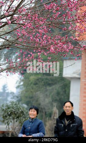 Bildnummer: 54879612  Datum: 04.02.2011  Copyright: imago/Xinhua ENSHI, Feb. 4, 2011 (Xinhua) -- Residents stand below a plum tree in Xuan en County of Enshi Tujia-Miao Autonomous Prefecture, central China s Hubei Province, on Feb. 4, 2011, known as the beginning of the Spring , the first of the 24 solar terms in Chinese lunar calendar.(Xinhua/Song Wen) (ly) CHINA-ENSHI-BEGINNING OF THE SPRING-FARM WORK (CN) PUBLICATIONxNOTxINxCHN Gesellschaft Frühling Frühlingsanfang Jahreszeit Blüte kbdig xng 2011 hoch o0 Pflanzen Pflaume Pflaumenbaum Baum    Bildnummer 54879612 Date 04 02 2011 Copyright Ima Stock Photo