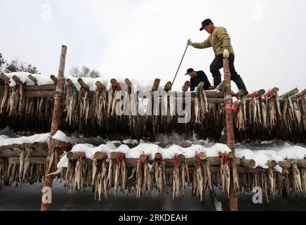 Bildnummer: 54927729  Datum: 19.02.2011  Copyright: imago/Xinhua (110219) -- PYEONGCHANG, Feb. 19, 2011 (Xinhua) -- A South Korean worker sweeps snow at a Hwangtae (dried pollack) factory in Pyeongchang, Gangwon Province in South Korea on Feb. 19, 2011. Hwangtae features unique flavors matured in the bitterly cold winds and snow during winter in Pyeongchang. It has been a favorite food of Koreans for centuries.(Xinhua/Park Jin Hee) (msq) SOUTH KOREA-HWANGTAE PUBLICATIONxNOTxINxCHN Wirtschaft kbdig xkg 2011 quer  o0 Fisch, getrocknet, Trockenfisch, Lagerung, Trocknung, Dorsch, Fischerei, Winter Stock Photo