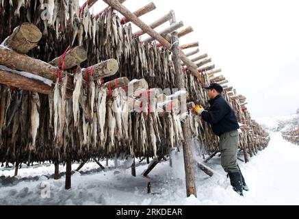 Bildnummer: 54927722  Datum: 19.02.2011  Copyright: imago/Xinhua (110219) -- PYEONGCHANG, Feb. 19, 2011 (Xinhua) -- A South Korean worker produces Hwangtae (dried pollack) in Pyeongchang, Gangwon Province in South Korea on Feb. 19, 2011. Hwangtae features unique flavors matured in the bitterly cold winds and snow during winter in Pyeongchang. It has been a favorite food of Koreans for centuries.(Xinhua/Park Jin Hee) (msq) SOUTH KOREA-HWANGTAE PUBLICATIONxNOTxINxCHN Wirtschaft kbdig xkg 2011 quer o0 Fisch, getrocknet, Trockenfisch, Lagerung, Trocknung, Dorsch, Fischerei, Winter, Jahreszeit    B Stock Photo