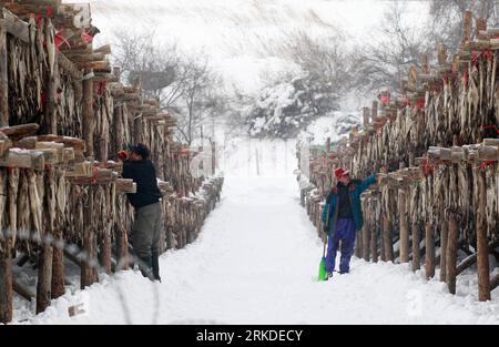 Bildnummer: 54927724  Datum: 19.02.2011  Copyright: imago/Xinhua (110219) -- PYEONGCHANG, Feb. 19, 2011 (Xinhua) -- South Korean workers produce Hwangtae (dried pollack) in Pyeongchang, Gangwon Province in South Korea on Feb. 19, 2011. Hwangtae features unique flavors matured in the bitterly cold winds and snow during winter in Pyeongchang. It has been a favorite food of Koreans for centuries.(Xinhua/Park Jin Hee) (msq) SOUTH KOREA-HWANGTAE PUBLICATIONxNOTxINxCHN Wirtschaft kbdig xkg 2011 quer  o0 Fisch, getrocknet, Trockenfisch, Lagerung, Trocknung, Dorsch, Fischerei, Winter, Jahreszeit    Bi Stock Photo