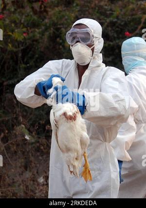 Bildnummer: 54926750  Datum: 18.02.2011  Copyright: imago/Xinhua (110219) -- AGARTALA (INDIA), Feb. 19, 2011 (Xinhua) -- An Indian health worker wrings the neck of a duck during a culling after an outbreak of bird flu or avian flu at a government duck farm in Agartala, capital of India s northeastern state of Tripura, on Feb. 18, 2011. Indian authorities ordered the slaughter of 3000 birds after a new outbreak of bird flu was confirmed in a state bordering Bangladesh, officials said. Over 2000 chicken and ducks have died in the area since Feb. 3. (Xinhua/Stringer) (zx) INDIA-BIRD FLU-CULLING P Stock Photo