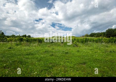A hill with a vineyard. Blue sky with white clouds. Roztocze, Poland Stock Photo