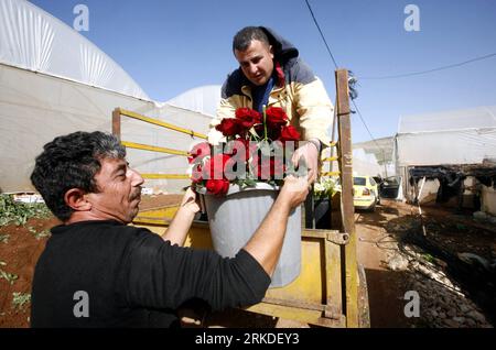 Bildnummer: 54928600  Datum: 19.02.2011  Copyright: imago/Xinhua (110219)-- NABLUS, Feb. 19, 2011 (Xinhua) -- Palestinian farmers work at a flowers greenhouse farm in the West Bank village of Tamoun, near Nablus, on Feb. 19, 2011. The farm is the first project to plant flowers in the West Bank, aiming to boycott the Israeli settlements products of flowers. (Xinhua/Ayman Nobani) (zl) MIDEAST-NABLUS-FIRST-FLOWERS FARM PUBLICATIONxNOTxINxCHN Wirtschaft kbdig xkg 2011 quer premiumd o0 Landwirtschaft, Blumen, Rose, rot    Bildnummer 54928600 Date 19 02 2011 Copyright Imago XINHUA  Nablus Feb 19 201 Stock Photo