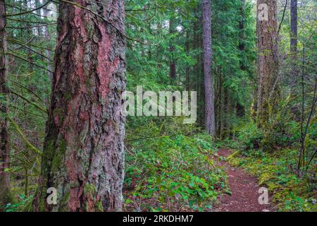 Der Wald des John Dean Provincial Park, Vancouver Island, British Columbia, Kanada. Stockfoto