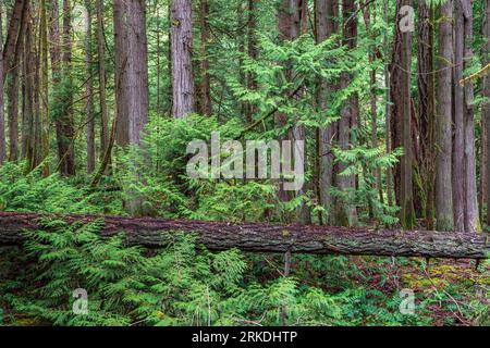 Der Wald des John Dean Provincial Park, Vancouver Island, British Columbia, Kanada. Stockfoto