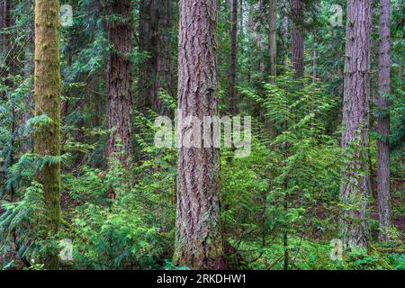 Regenwaldszene im Francis King Regional Park, Vancouver Island, British Columbia, Kanada. Stockfoto