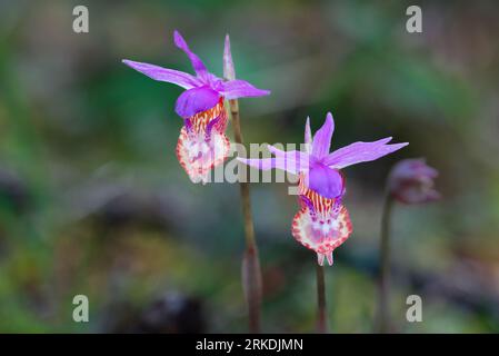 Die blühende Calypso bulbosa Orchidee im East Sooke Regional Park, Vancouver Island, British Columbia, Kanada. Stockfoto