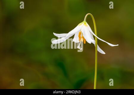 A pair of Fawn Lilies, Erythronium blooming in the spring forest near Victoria, Vancouver Island, British Columbia, Canada. Stock Photo