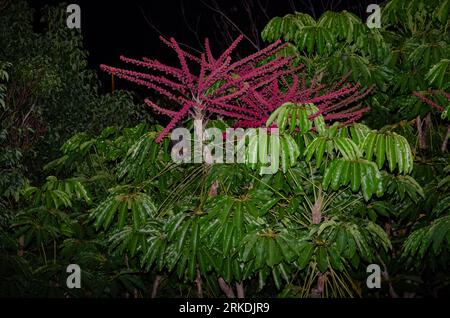 Flying fox at night hanging upside down on the Umbrella Tree Stock Photo