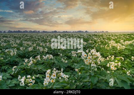 A blooming potatoe field with white blossoms at sunset near Winkler, Manitoba, Canada. Stockfoto