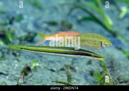 Zigarrenrasse, Cheilio inermis, mit Weißfleckenrabbenfisch, Siganus canaliculatus und Gelbflossenziegenfisch, Mulloidichthys vanicolensis, Jari Jari di Stockfoto