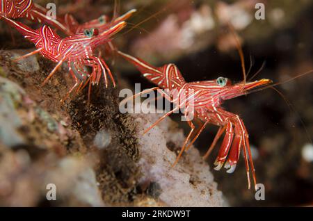 Dancing Shrimp, Rhynchocinetes durbanensis, Scuba Seraya House Reef Tauchplatz, Seraya, Karangasem, Bali, Indonesien Stockfoto