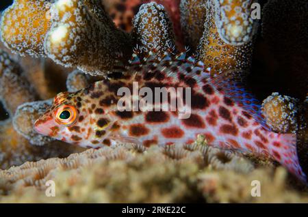 Pixy Hawkfish, Cirrhitichthys oxycephalus, Tauchplatz Laha, Ambon, Maluku, Banda Sea, Indonesien Stockfoto
