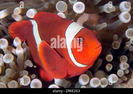 Spinecheek Anemonefish, Premnas biaculeatus, in Bubble Tip Anemone, Entacmaea quadricolor, Laha Tauchplatz, Ambon, Maluku, Banda Sea, Indonesien Stockfoto