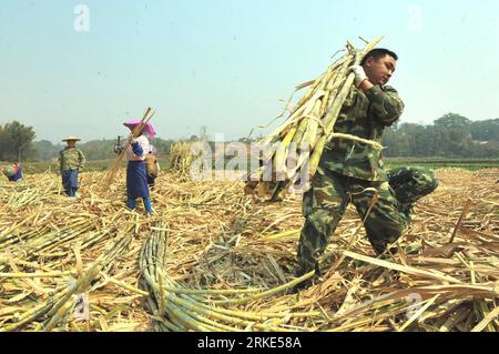 Bildnummer: 55052144  Datum: 22.03.2011  Copyright: imago/Xinhua (110322) -- YINGJIANG, March 22, 2011 (Xinhua) -- Members of border defense force help villagers to harvest sugarcanes at a field in Jieman Village, Yingjiang County, southwest China s Yunnan Province, March 22, 2011. Some 100 tons of sugarcanes were rushed to be harvest in two villages of the quake-hit Yingjiang Tuesday, by which local farmers could reduce loss caused the catastrophe. (Xinhua/Chen Haining) (hdt) CHINA-YINGJIANG-SUGARCANE-HARVEST (CN) PUBLICATIONxNOTxINxCHN Wirtschaft Landwirtschaft Soldaten Militär Bauern kbdig Stock Photo