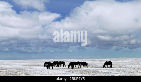 Bildnummer: 55146568  Datum: 28.03.2011  Copyright: imago/Xinhua (110330) -- HULUN BUIR, March 30, 2011 (Xinhua) -- Horses graze on a grassland in Hulun Buir City, north China s Inner Mongolia Autonomous Region, March 28, 2011. Due to its high latitudes, the grasslands in Hulun Buir can still see snow in spring time, presenting unique spring views.(Xinhua/Li Xin) (llp) CHINA-HULUN BUIR-SPRING-SNOW (CN) PUBLICATIONxNOTxINxCHN Natur Gesellschaft Jahreszeit Frühling Schnee kbdig xub 2011 quer o0 Pferde, Tiere    Bildnummer 55146568 Date 28 03 2011 Copyright Imago XINHUA  Hulun Buir March 30 2011 Stockfoto