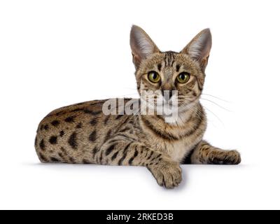 Wunderschöne F6 Savannah-Katze, die sich auf Seitenwege legt. Blick direkt in die Kamera. Isoliert auf weißem Hintergrund. Stockfoto