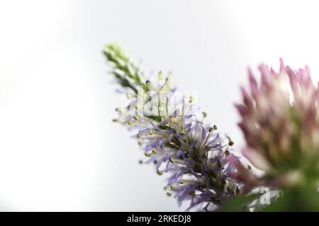 Makro der veronica spicata-Wildblume Stockfoto