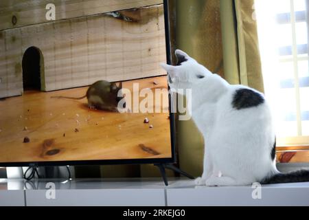 Niedliche japanische Bobtail-Katze, die mit Mäusen fernsieht Stockfoto